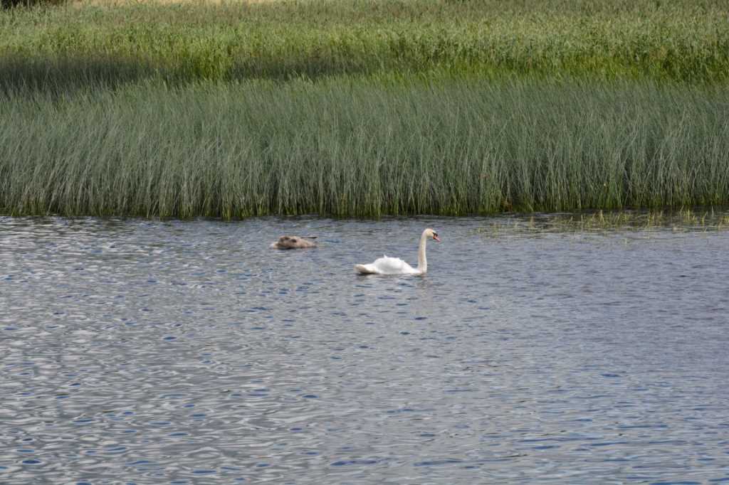 DSC_6022Mittel_.JPG